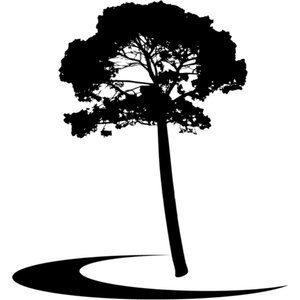 Collier Park Golf Course logo: A solid black silhouette of a broad-canopied eucalyptus with a leaning trunk and fine bare branches showing through the foliage, standing on a black elliptical sweep that curls away to the left like a cast shadow, with no lettering.