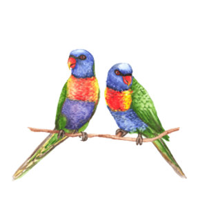 North Stradbroke Island Golf Club logo: Two painted rainbow lorikeets perched side by side on a bare brown branch, each with a violet-blue head, an orange-red beak, a red, orange and yellow breast over a violet-blue belly, and green wings and a long green tail.