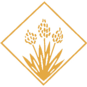 Grasslands Golf & Country Club logo: A thin gold diamond outline standing on point containing a spray of prairie grass: three wheat-like seed heads on tall stalks rising from a fan of splayed blades. Single mid-gold colour on white, no text.