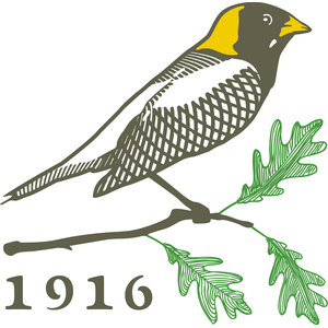 Bob O Link Golf Club logo: A bobolink songbird perched on a bare twig, drawn in olive-brown engraved line work with a bright yellow nape and bill patch and a crosshatched white breast, with three green line-drawn oak leaves springing from the twig and the year 1916 in olive serif numerals at lower left, on transparency with no enclosing frame.